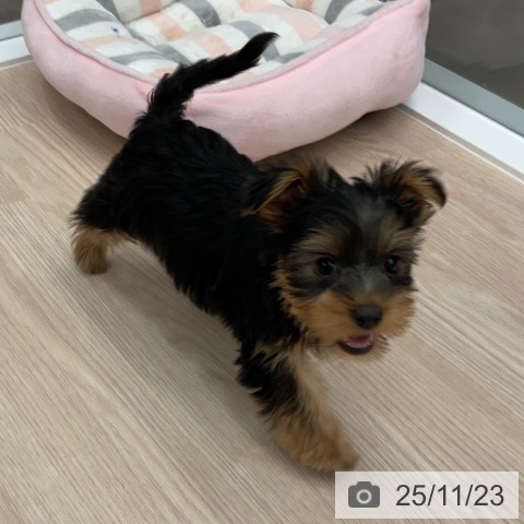 福井県のヨークシャーテリア (ペットプラス 福井店/2025年9月13日生まれ/女の子/スチールブルータン)の子犬の4枚目の画像