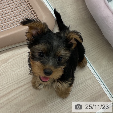 福井県のヨークシャーテリア (ペットプラス 福井店/2025年9月13日生まれ/女の子/スチールブルータン)の子犬の3枚目の画像