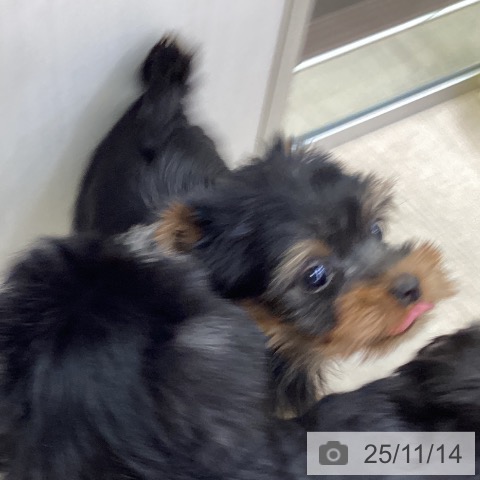 ヨークシャー・テリアの写真