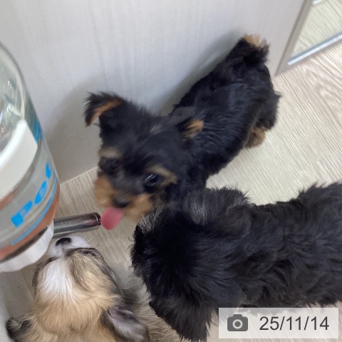 ヨークシャー・テリアの写真