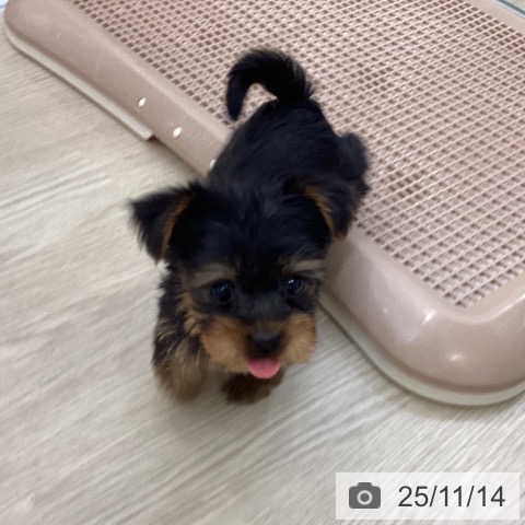 ヨークシャー・テリアの写真