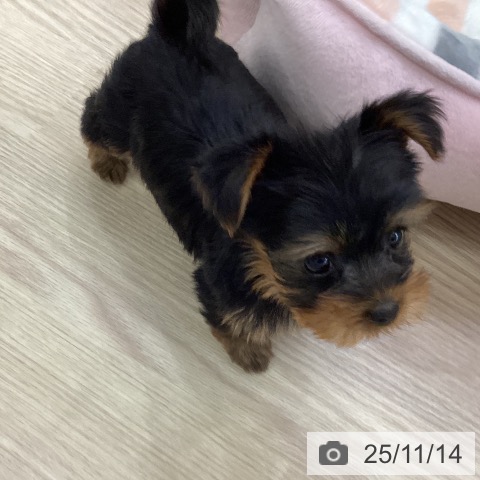 ヨークシャー・テリアの写真