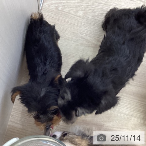 ヨークシャー・テリアの写真