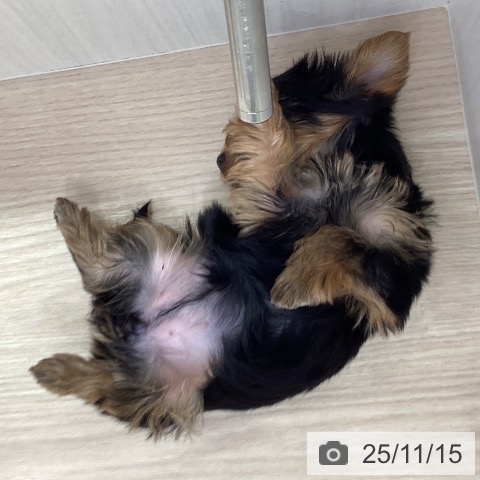 ヨークシャー・テリアの写真