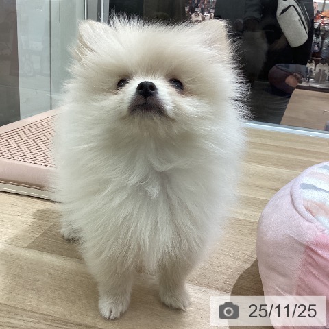 宮城県のポメラニアン (ペットプラス 名取店/2025年9月14日生まれ/男の子/クリーム)の子犬の4枚目の画像