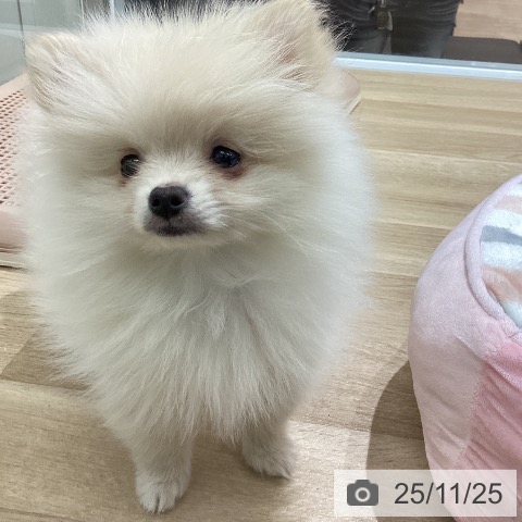 宮城県のポメラニアン (ペットプラス 名取店/2025年9月14日生まれ/男の子/クリーム)の子犬の3枚目の画像