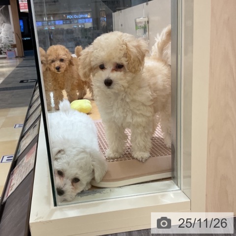 石川県のトイプードル(トイ) (ペットプラス 新小松店/2025年9月14日生まれ/女の子/アプリコット)の子犬の4枚目の画像