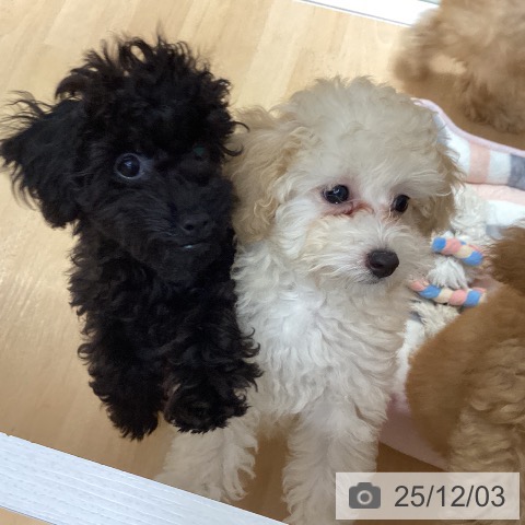 石川県のトイプードル(トイ) (ペットプラス 新小松店/2025年9月14日生まれ/女の子/アプリコット)の子犬の3枚目の画像