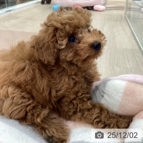 愛知県のトイプードル(トイ) (ペットプラス 豊田店/2025年9月14日生まれ/男の子/レッドフォーン)の子犬の4枚目の画像