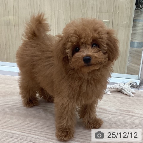 愛知県のトイプードル(トイ) (ペットプラス 豊田店/2025年9月14日生まれ/男の子/レッドフォーン)の子犬の3枚目の画像