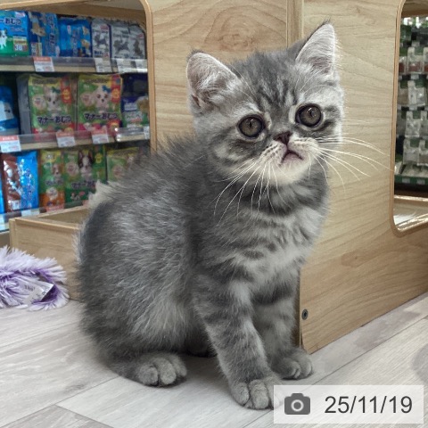 愛知県のエキゾチック (ペットプラス イオンモール長久手店/2025年9月16日生まれ/男の子/ブルータビー)の子猫の4枚目の画像