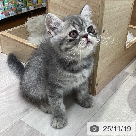 愛知県のエキゾチック (ペットプラス イオンモール長久手店/2025年9月16日生まれ/男の子/ブルータビー)の子猫の3枚目の画像