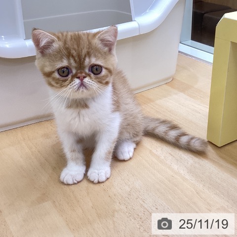 愛知県のエキゾチック (ペットプラス イオンモール長久手店/2025年9月16日生まれ/男の子/レッドタビーホワイト)の子猫の4枚目の画像