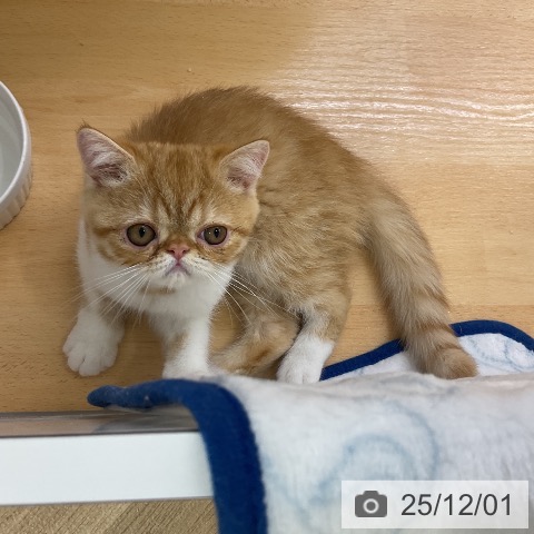 愛知県のエキゾチック (ペットプラス イオンモール長久手店/2025年9月16日生まれ/男の子/レッドタビーホワイト)の子猫の3枚目の画像