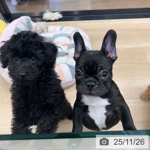 神奈川県のフレンチブルドッグ (ペットプラス 武蔵小杉店/2025年9月13日生まれ/男の子/ブリンドル)の子犬の4枚目の画像