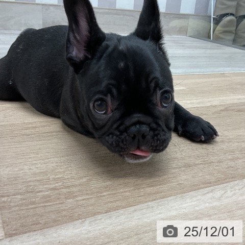 神奈川県のフレンチブルドッグ (ペットプラス 武蔵小杉店/2025年9月13日生まれ/男の子/ブリンドル)の子犬の3枚目の画像