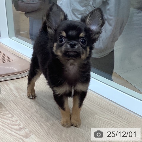 石川県のチワワ(ロング) (ペットプラス 白山店/2025年9月17日生まれ/男の子/ブラックタン)の子犬の3枚目の画像