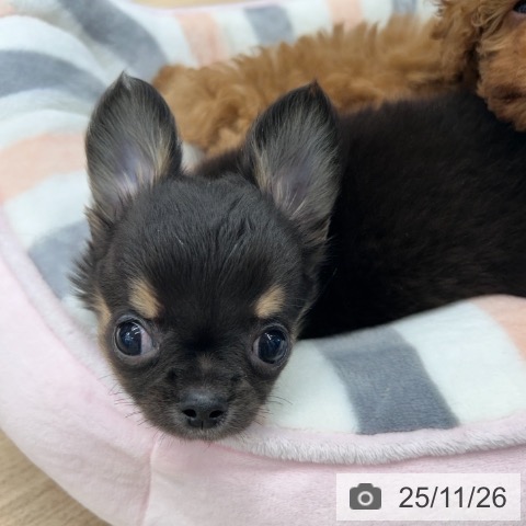 神奈川県のチワワ(ロング) (ペットプラス 武蔵小杉店/2025年9月17日生まれ/男の子/ブラックタン)の子犬の4枚目の画像