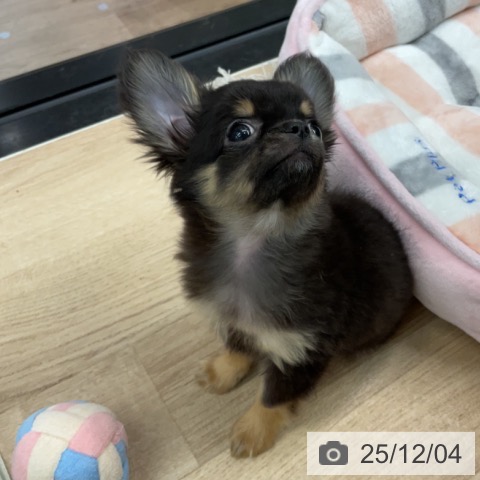 神奈川県のチワワ(ロング) (ペットプラス 武蔵小杉店/2025年9月17日生まれ/男の子/ブラックタン)の子犬の3枚目の画像