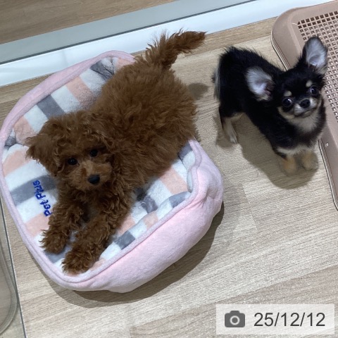 長野県のチワワ(ロング) (ペットプラス 須坂店/2025年9月17日生まれ/女の子/ブラッククリーム)の子犬の4枚目の画像