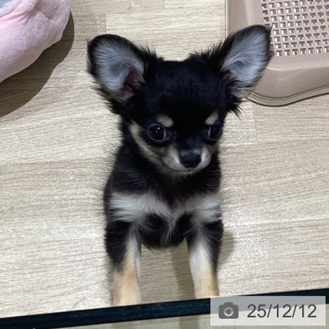 長野県のチワワ(ロング) (ペットプラス 須坂店/2025年9月17日生まれ/女の子/ブラッククリーム)の子犬の3枚目の画像