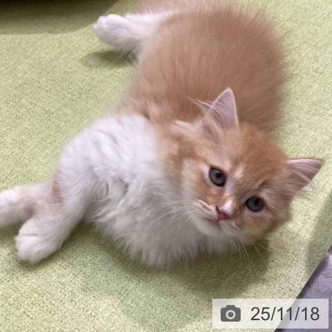 スコティッシュフォールドの写真