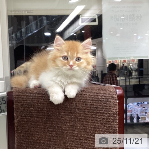 石川県のスコティッシュフォールド (ペットプラス 白山店/2025年9月15日生まれ/男の子/レッドホワイト)の子猫の3枚目の画像