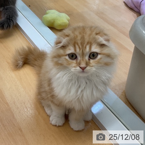 愛知県のスコティッシュフォールド (ペットプラス mozoワンダーシティ店/2025年9月15日生まれ/男の子/レッドタビーホワイト)の子猫の4枚目の画像