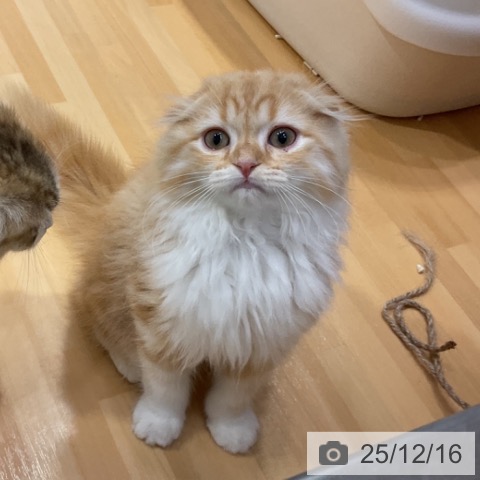 愛知県のスコティッシュフォールド (ペットプラス イオンモール長久手店/2025年9月15日生まれ/男の子/レッドタビーホワイト)の子猫の4枚目の画像