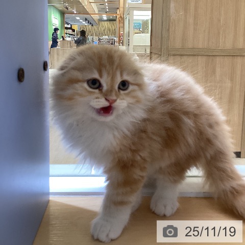 愛知県のスコティッシュフォールド (ペットプラス mozoワンダーシティ店/2025年9月15日生まれ/男の子/レッドタビーホワイト)の子猫の3枚目の画像