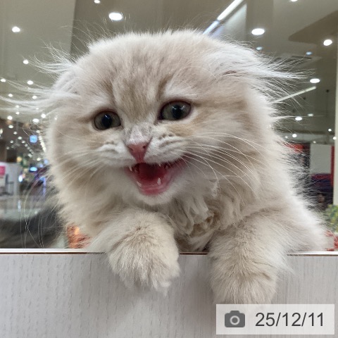 愛知県のスコティッシュフォールド (ペットプラス 豊田店/2025年9月15日生まれ/女の子/クリームホワイト)の子猫の4枚目の画像