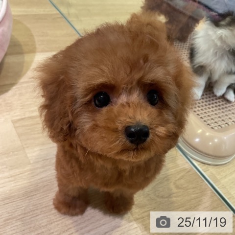 トイ・プードルの写真