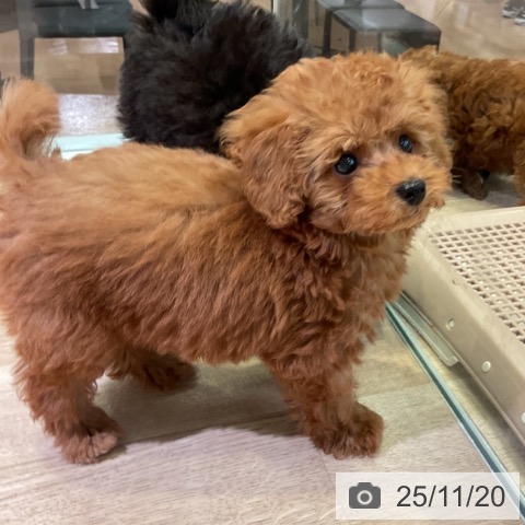 トイ・プードルの写真