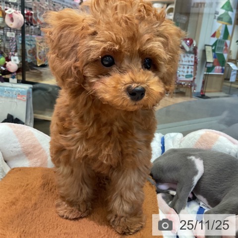 トイ・プードルの写真