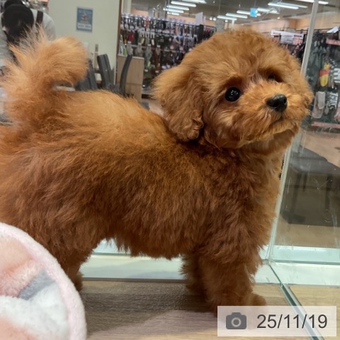 トイ・プードルの写真