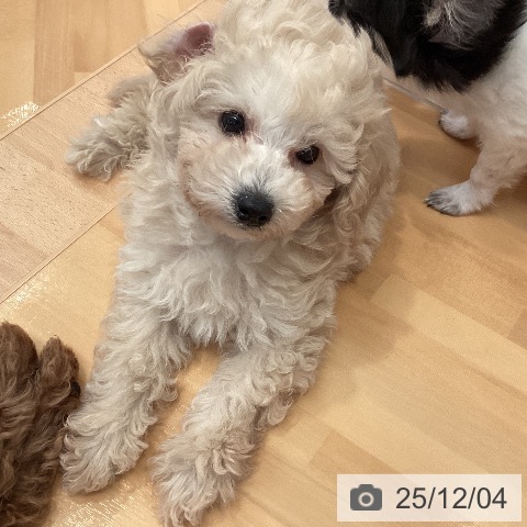 三重県のトイプードル(トイ) (ペットプラス 東員店/2025年9月16日生まれ/男の子/クリーム)の子犬の4枚目の画像