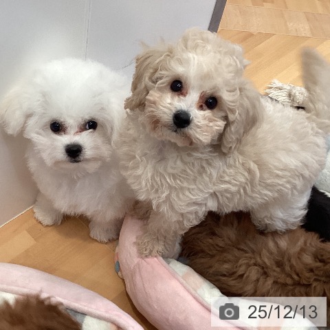 三重県のトイプードル(トイ) (ペットプラス 東員店/2025年9月16日生まれ/男の子/クリーム)の子犬の3枚目の画像