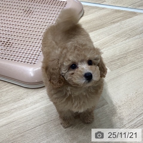 岐阜県のトイプードル(トイ) (ペットプラス 各務原店/2025年9月16日生まれ/女の子/アプリコット)の子犬の3枚目の画像