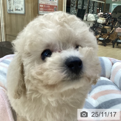 トイ・プードルの写真