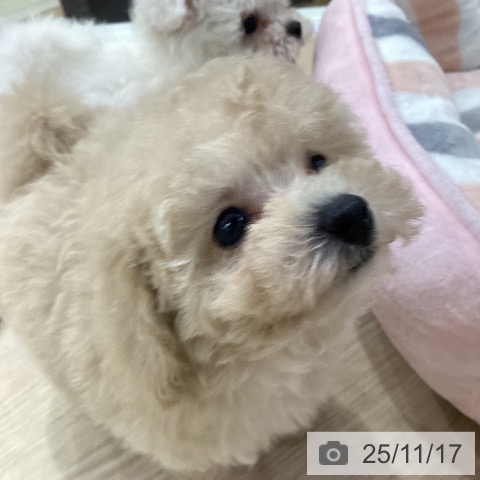 トイ・プードルの写真