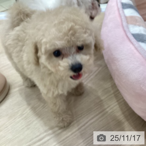 トイ・プードルの写真