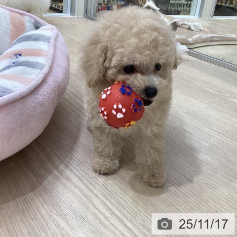 トイ・プードルの写真