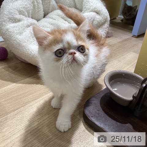 エキゾチックの写真