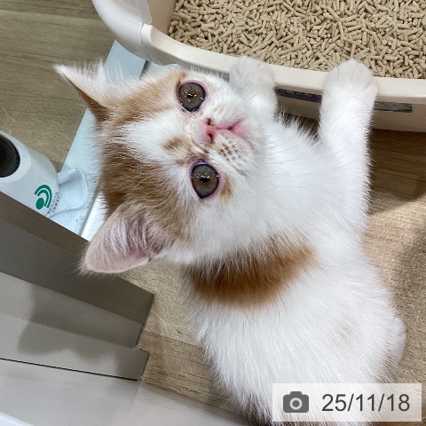 エキゾチックの写真