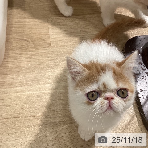 エキゾチックの写真