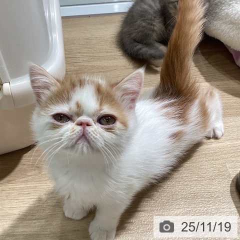 愛知県のエキゾチック (ペットプラス ナゴヤドーム前店/2025年9月15日生まれ/男の子/レッドタビーホワイト)の子猫の4枚目の画像
