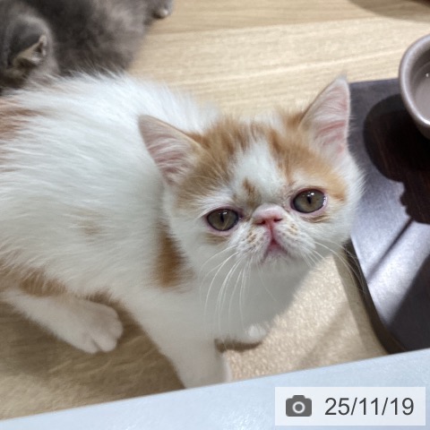 愛知県のエキゾチック (ペットプラス ナゴヤドーム前店/2025年9月15日生まれ/男の子/レッドタビーホワイト)の子猫の3枚目の画像