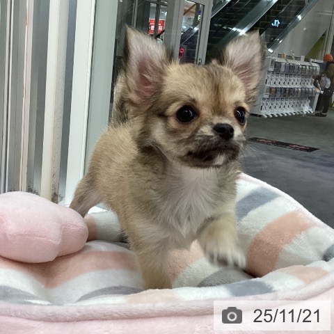 長野県のチワワ(ロング) (ペットプラス 松本店/2025年9月16日生まれ/女の子/レッド)の子犬の4枚目の画像