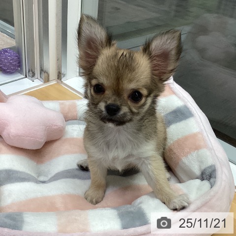 長野県のチワワ(ロング) (ペットプラス 松本店/2025年9月16日生まれ/女の子/レッド)の子犬の3枚目の画像