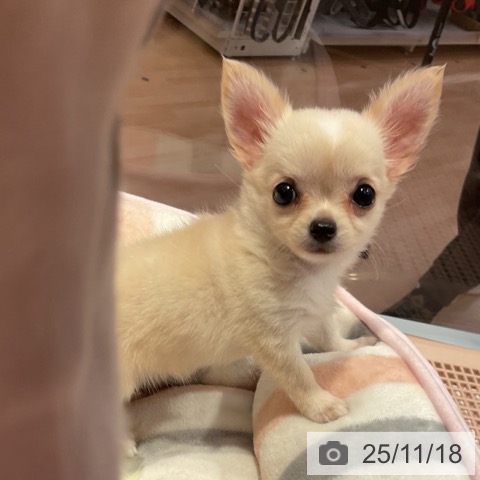 チワワの写真